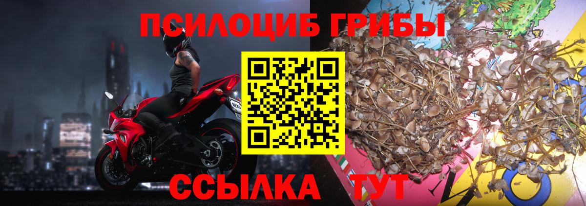 Надым  Псилоцибиновые грибы Psilocybine cubensis  Вход с VPN 